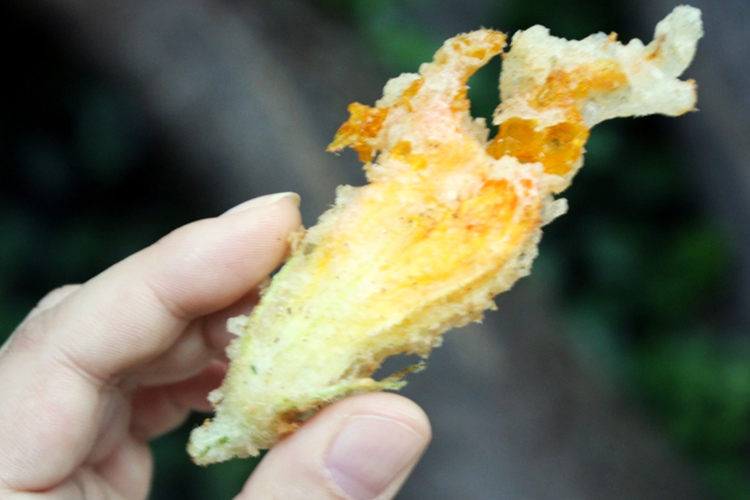 squash-blossoms-10