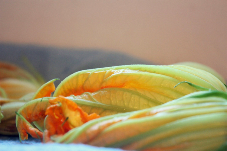 squash-blossoms-2