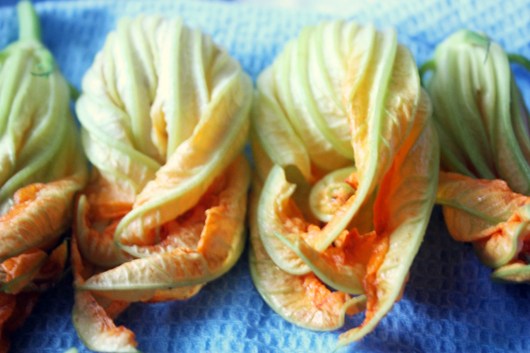 squash-blossoms-3